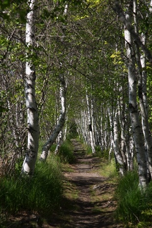 Birch Trail. - NHP253